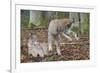 Two Eurasian lynx kittens, one lying down, the other playing-Edwin Giesbers-Framed Photographic Print
