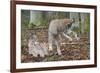 Two Eurasian lynx kittens, one lying down, the other playing-Edwin Giesbers-Framed Photographic Print