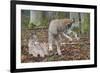 Two Eurasian lynx kittens, one lying down, the other playing-Edwin Giesbers-Framed Photographic Print