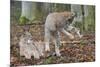 Two Eurasian lynx kittens, one lying down, the other playing-Edwin Giesbers-Mounted Photographic Print