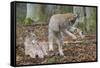 Two Eurasian lynx kittens, one lying down, the other playing-Edwin Giesbers-Framed Stretched Canvas