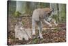 Two Eurasian lynx kittens, one lying down, the other playing-Edwin Giesbers-Stretched Canvas