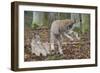 Two Eurasian lynx kittens, one lying down, the other playing-Edwin Giesbers-Framed Photographic Print