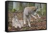 Two Eurasian lynx kittens, one lying down, the other playing-Edwin Giesbers-Framed Stretched Canvas