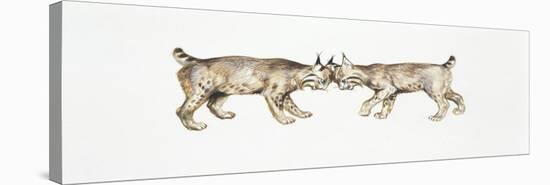 Two Eurasian Lynxes (Lynx Lynx) Head to Head-null-Stretched Canvas