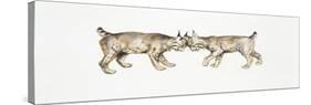 Two Eurasian Lynxes (Lynx Lynx) Head to Head-null-Stretched Canvas