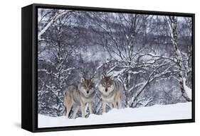 Two European Grey Wolves (Canis Lupus) In Woodland, Captive, Norway, February-Edwin Giesbers-Framed Stretched Canvas