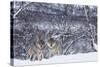 Two European Grey Wolves (Canis Lupus) In Woodland, Captive, Norway, February-Edwin Giesbers-Stretched Canvas