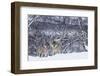 Two European Grey Wolves (Canis Lupus) In Woodland, Captive, Norway, February-Edwin Giesbers-Framed Photographic Print