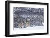 Two European Grey Wolves (Canis Lupus) In Woodland, Captive, Norway, February-Edwin Giesbers-Framed Photographic Print