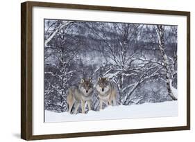 Two European Grey Wolves (Canis Lupus) In Woodland, Captive, Norway, February-Edwin Giesbers-Framed Photographic Print