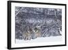 Two European Grey Wolves (Canis Lupus) In Woodland, Captive, Norway, February-Edwin Giesbers-Framed Photographic Print