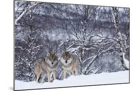 Two European Grey Wolves (Canis Lupus) In Woodland, Captive, Norway, February-Edwin Giesbers-Mounted Photographic Print