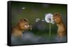 Two European ground squirrel, feeding on dandelion, Hungary-Bence Mate-Framed Stretched Canvas