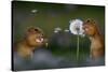 Two European ground squirrel, feeding on dandelion, Hungary-Bence Mate-Stretched Canvas