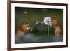 Two European ground squirrel, feeding on dandelion, Hungary-Bence Mate-Framed Photographic Print