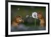 Two European ground squirrel, feeding on dandelion, Hungary-Bence Mate-Framed Photographic Print