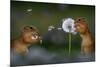 Two European ground squirrel, feeding on dandelion, Hungary-Bence Mate-Mounted Photographic Print