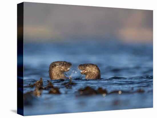 Two European River Otters (Lutra Lutra) Play Fighting in the Water, Isle of Mull,Scotland, UK-Danny Green-Stretched Canvas