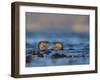 Two European River Otters (Lutra Lutra) Play Fighting in the Water, Isle of Mull,Scotland, UK-Danny Green-Framed Photographic Print