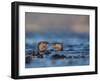 Two European River Otters (Lutra Lutra) Play Fighting in the Water, Isle of Mull,Scotland, UK-Danny Green-Framed Photographic Print