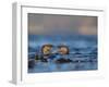 Two European River Otters (Lutra Lutra) Play Fighting in the Water, Isle of Mull,Scotland, UK-Danny Green-Framed Photographic Print