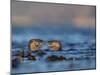 Two European River Otters (Lutra Lutra) Play Fighting in the Water, Isle of Mull,Scotland, UK-Danny Green-Mounted Photographic Print