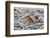 Two European robins perched among hoar frosted vegetation, Gloucestershire, UK, December-Nick Upton-Framed Photographic Print