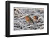 Two European robins perched among hoar frosted vegetation, Gloucestershire, UK, December-Nick Upton-Framed Photographic Print