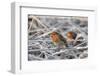 Two European robins perched among hoar frosted vegetation, Gloucestershire, UK, December-Nick Upton-Framed Photographic Print