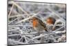 Two European robins perched among hoar frosted vegetation, Gloucestershire, UK, December-Nick Upton-Mounted Photographic Print