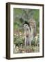 Two European Sousliks (Spermophilus Citellus) Standing Alert, Slovakia, Europe, June 2008-Wothe-Framed Photographic Print