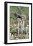 Two European Sousliks (Spermophilus Citellus) Standing Alert, Slovakia, Europe, June 2008-Wothe-Framed Photographic Print