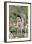 Two European Sousliks (Spermophilus Citellus) Standing Alert, Slovakia, Europe, June 2008-Wothe-Framed Photographic Print