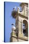 Two European White Storks and their Nests on Convent Bell Tower, Santo Domingo, La Rioja, Spain-Nick Servian-Stretched Canvas