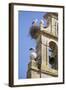 Two European White Storks and their Nests on Convent Bell Tower, Santo Domingo, La Rioja, Spain-Nick Servian-Framed Photographic Print