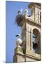 Two European White Storks and their Nests on Convent Bell Tower, Santo Domingo, La Rioja, Spain-Nick Servian-Mounted Photographic Print