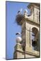 Two European White Storks and their Nests on Convent Bell Tower, Santo Domingo, La Rioja, Spain-Nick Servian-Mounted Photographic Print