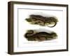 Two-Faced Neusticurus-null-Framed Giclee Print