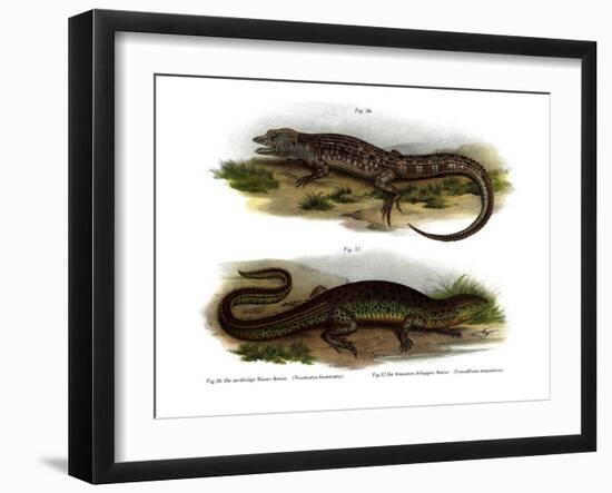 Two-Faced Neusticurus-null-Framed Giclee Print