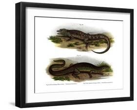 Two-Faced Neusticurus-null-Framed Giclee Print