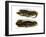 Two-Faced Neusticurus-null-Framed Giclee Print