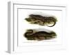 Two-Faced Neusticurus-null-Framed Giclee Print