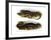 Two-Faced Neusticurus-null-Framed Giclee Print