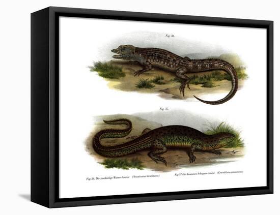 Two-Faced Neusticurus-null-Framed Stretched Canvas