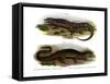 Two-Faced Neusticurus-null-Framed Stretched Canvas