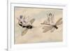 Two Fairies Flying Through the Air, One Seated on a Bee and the Other on a Dragonfly-Amelia Jane Murray-Framed Giclee Print