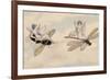 Two Fairies Flying Through the Air, One Seated on a Bee and the Other on a Dragonfly-Amelia Jane Murray-Framed Giclee Print