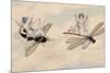 Two Fairies Flying Through the Air, One Seated on a Bee and the Other on a Dragonfly-Amelia Jane Murray-Mounted Giclee Print