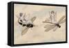 Two Fairies Flying Through the Air, One Seated on a Bee and the Other on a Dragonfly-Amelia Jane Murray-Framed Stretched Canvas